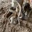#2289-•-rotary-mower,-hand-pump,-and-26"-barrel-image-9
