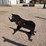 ar500-steel-boar-shooting-target-with-heart-flapper-image-1