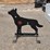 coyote-shaped-shooting-target-image-1