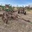 john-deere-pull-type-two-bottom-plow-image-7