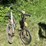 #3299-•-(2)-vintage-bikes-image-2