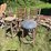 #3242-•-vintage-wood-chairs-and-stools-image-1