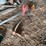 #2290-•-stihl-fs36-weed-wacker-and-dayton-leaf-blower-image-2