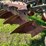 #2095-•-john-deere-620a-plow-image-11