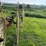 #1029-•-h&s-(12)-wheel-rake-image-12