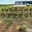 lilliston-rolling-cultivator-image-6