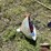 #3240-•-snow-shovels-and-vintage-trike-image-13