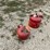 #3345-•-(2)-metal-gas-cans-image-7
