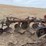 mccormick-pull-type-three-bottom-plow-image-6