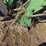 john-deere-three-point-four-bottom-plow-image-23