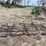 11-foot-spike-tooth-harrow-image-3