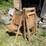 #3238-•-vintage-wood-folding-chairs-image-1