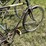 #3300-•-(2)-vintage-his-and-hers-bikes-image-22