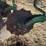 john-deere-three-point-four-bottom-plow-image-10
