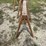 #3339-•-(2)-wood-sawhorses-image-8