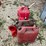 #3342-•-(4)-poly-gas-cans-image-7
