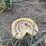 john-deere-two-row-planter-image-13