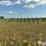 valley-8000-9-tower-pivot-image-6