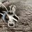 #2289-•-rotary-mower,-hand-pump,-and-26"-barrel-image-8