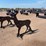 ar500-steel-deer-shooting-target-with-heart-flapper-image-4
