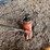 #2292-•-winner-series-12-ton-bottle-jack-image-3