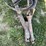 #1034-•-new-idea-manure-spreader-image-14