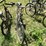 #3299-•-(2)-vintage-bikes-image-16