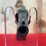 colt-police-positive-.38-special-da-revolver-image-5