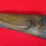 german-double-barrel-percussion-shotgun-image-7