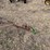 john-deere-pull-type-two-bottom-plow-image-8