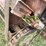 #2265-•-spreader-wagon-image-14