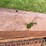 #2265-•-spreader-wagon-image-19