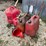 #3342-•-(4)-poly-gas-cans-image-2