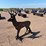 ar500-steel-deer-shooting-target-with-heart-flapper-image-2