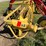 new-holland-256-image-7
