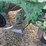 john-deere-pull-type-two-bottom-plow-image-38