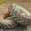 #20233-•-tractor-tires-image-1