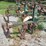 oliver-4r30"-3pt-hitch-cultivator-image-10
