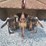 troy-bilt-horse-rear-tiller-image-19