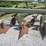 oliver-545-in-furrow--4-bottom-moldboard-plow-w/coulters-image-12