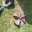 2018-dr-leaf--and-lawn-vacuum-w/chipper---nice-image-27
