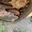 bobcat-mt55-image-12