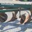oliver-545-in-furrow--4-bottom-moldboard-plow-w/coulters-image-19
