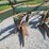 oliver-545-in-furrow--4-bottom-moldboard-plow-w/coulters-image-15