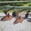oliver-545-in-furrow--4-bottom-moldboard-plow-w/coulters-image-11