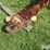 crustbuster-36'-hydraulic-fold-springtooth-w/3-bar-harrow-image-10