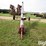 grain-king-10"-x-30'-auger-image-2