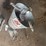 grain-spreader-(scatter-grain-brand)-image-2