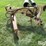 big-ox-10'-rear-mounted-blade-image-4