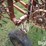 crustbuster-front-fold-rotary-hoe-image-17